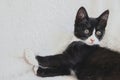 Cute white face black kitten cat on white blanket Royalty Free Stock Photo