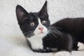 Cute white face black kitten cat on white blanket Royalty Free Stock Photo