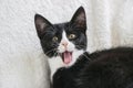 Cute white face black kitten cat yawning on white blanket Royalty Free Stock Photo