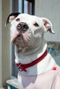 Cute White Female Pitbull Portrait Red Collar