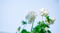 Cute white flower in clear sky background, Nature screen copy-space Royalty Free Stock Photo