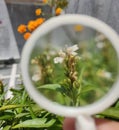 Cute White Flower Observed under Magnifying Glass