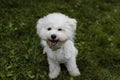 Cute white fluffy bichon frize