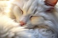 Cute white fluffy cat is sleeping