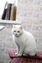 A cute, white, fluffy cat is sitting on a red chair near a table in the house. Royalty Free Stock Photo