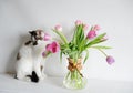 Cute white fluffy cat and tulips bouquet in coffee decanter jug. White background isolated Royalty Free Stock Photo