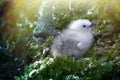 Cute white fluffy chick from cold Arctic. Kittiwake Royalty Free Stock Photo