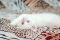 White fluffy kitten with multicolored eyes is lying on the back