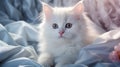 A cute white fluffy long-haired kitten lies on the light-blue bed at home