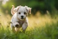 Cute white fluffy Maltese puppy dog running freely in lush green grass in summer