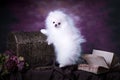 Cute White fluffy puppy
