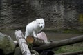 White fox in Point Defiance Zoo and Aquarium Royalty Free Stock Photo