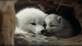 Cute white foxes in a cave ( Filtered image processed vintage effect. )