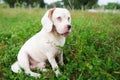 A cute white fur beagle dog sitting on the green grass out door in the field Royalty Free Stock Photo