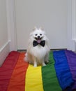 Cute white German Spitz Pomeranian using a necktie seated on the floor white a rainbow flag gay pride Royalty Free Stock Photo