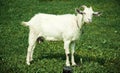 Cute white goat graze on the meadow with fresh green grass. Side portrait of nanny-goat standing in the field. natural goat milk