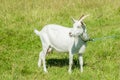 White goat graze on the meadow. Royalty Free Stock Photo