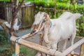 Cute white goat with horns standing tall in a goat pen at desa dairy farm calf pen Royalty Free Stock Photo