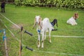 Cute white goat with horns standing tall in a goat pen at desa dairy farm calf pen Royalty Free Stock Photo