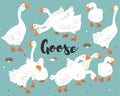 Cute White Goose Collections Set