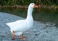 Cute White Goose