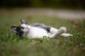 White and gray cat laying in the grass Royalty Free Stock Photo