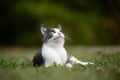 White and gray cat laying in the grass Royalty Free Stock Photo