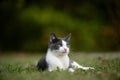 White and gray cat laying in the grass Royalty Free Stock Photo