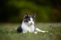 White and gray cat laying in the grass Royalty Free Stock Photo