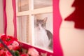 cute white and gray cat looking through small decorated window