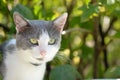 Cute white and gray cat for a walk in summer garden on a sunny day Royalty Free Stock Photo