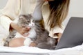 Cute white gray Persian cat comfortably sitting on laptop keyboard, owner woman working on computer with her happy fluffy Royalty Free Stock Photo