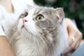 Cute white gray Persian cat comfortably sitting in on owner lap hands, happy fluffy pet comfortably being hugged with gently and