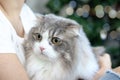 Cute white gray Persian cat comfortably sitting in on owner lap hands, happy fluffy pet comfortably being hugged with gently and
