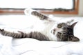 White and gray tabby cat with white socks lying on her back on the bed Royalty Free Stock Photo