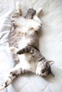 White and gray tabby cat with white socks lying on her back on the bed Royalty Free Stock Photo