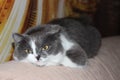 Cute gray and white Scottish stright cat on light brown sofa