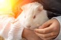 Cute white guinea pig held by a child. Royalty Free Stock Photo