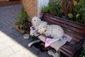 Cute white hairy dogs lying on a wooden bench and waiting for their owner Royalty Free Stock Photo