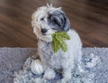 Cute Havanese Dog with Christmas Toys in the Mouth Royalty Free Stock Photo