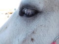 Cute white  horse eye  closeup Royalty Free Stock Photo