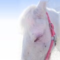 Cute white horse face closeup Royalty Free Stock Photo