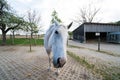 Cute white horse looking curious at the camera making funny faces, inside a stable at a farm Royalty Free Stock Photo