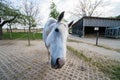 Cute white horse looking curious at the camera making funny faces, inside a stable at a farm Royalty Free Stock Photo
