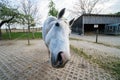 Cute white horse looking curious at the camera making funny faces, inside a stable at a farm Royalty Free Stock Photo