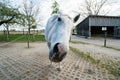 Cute white horse looking curious at the camera making funny faces, inside a stable at a farm Royalty Free Stock Photo