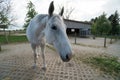 Cute white horse looking curious at the camera making funny faces, inside a stable at a farm Royalty Free Stock Photo
