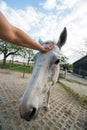 Cute white horse looking curious at the camera making funny faces, inside a stable at a farm Royalty Free Stock Photo