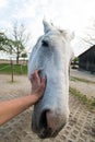 Cute white horse looking curious at the camera making funny faces, inside a stable at a farm Royalty Free Stock Photo