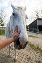 Cute white horse looking curious at the camera making funny faces, inside a stable at a farm Royalty Free Stock Photo